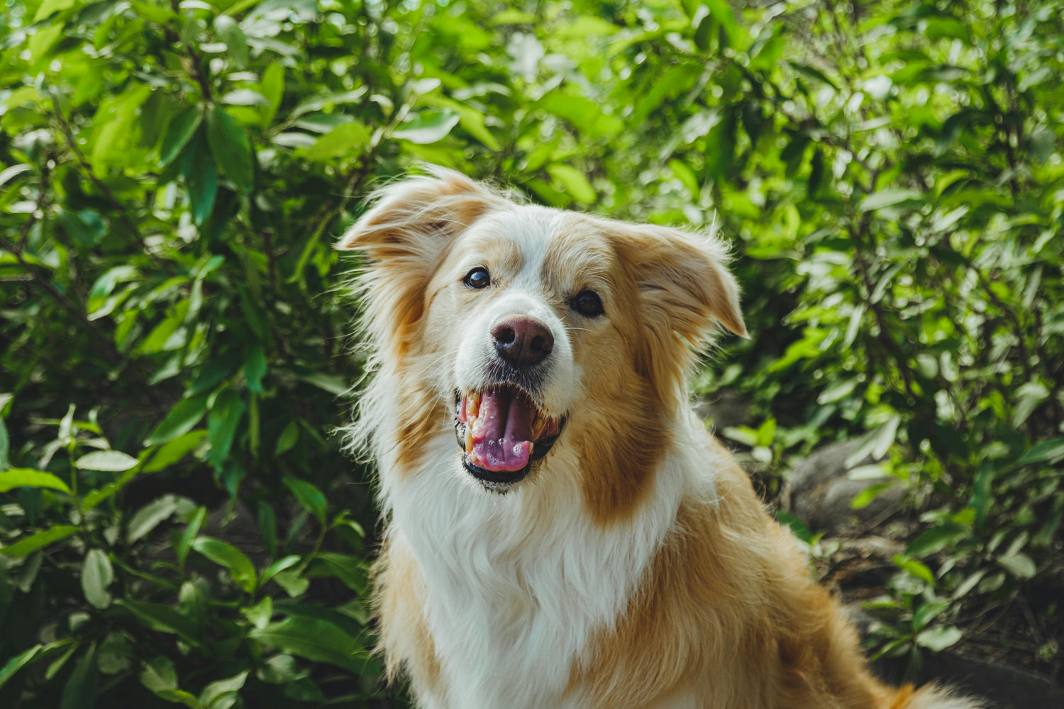 Pets Supplies