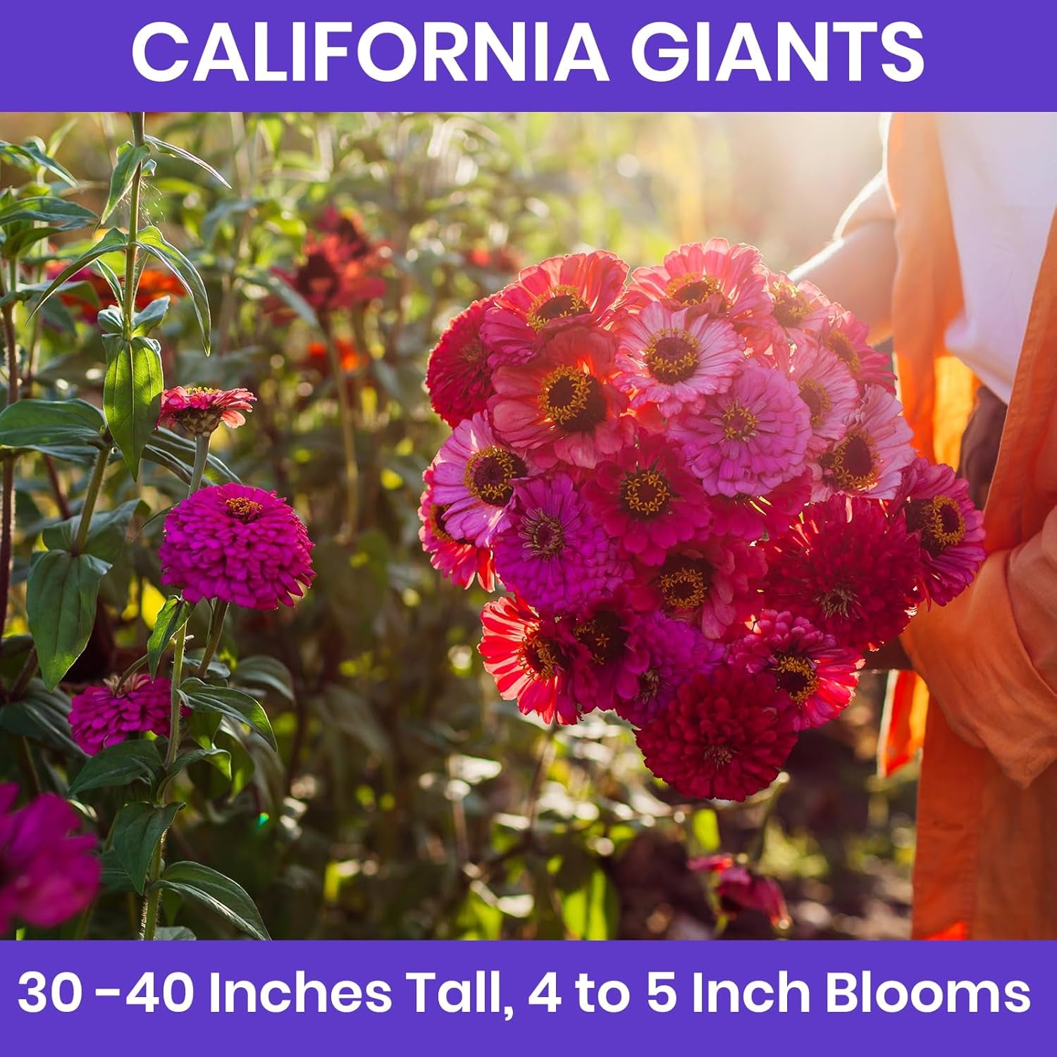 Zinnia Seeds for Planting Outdoors – California Giants Flower Seeds, Bulk Semill