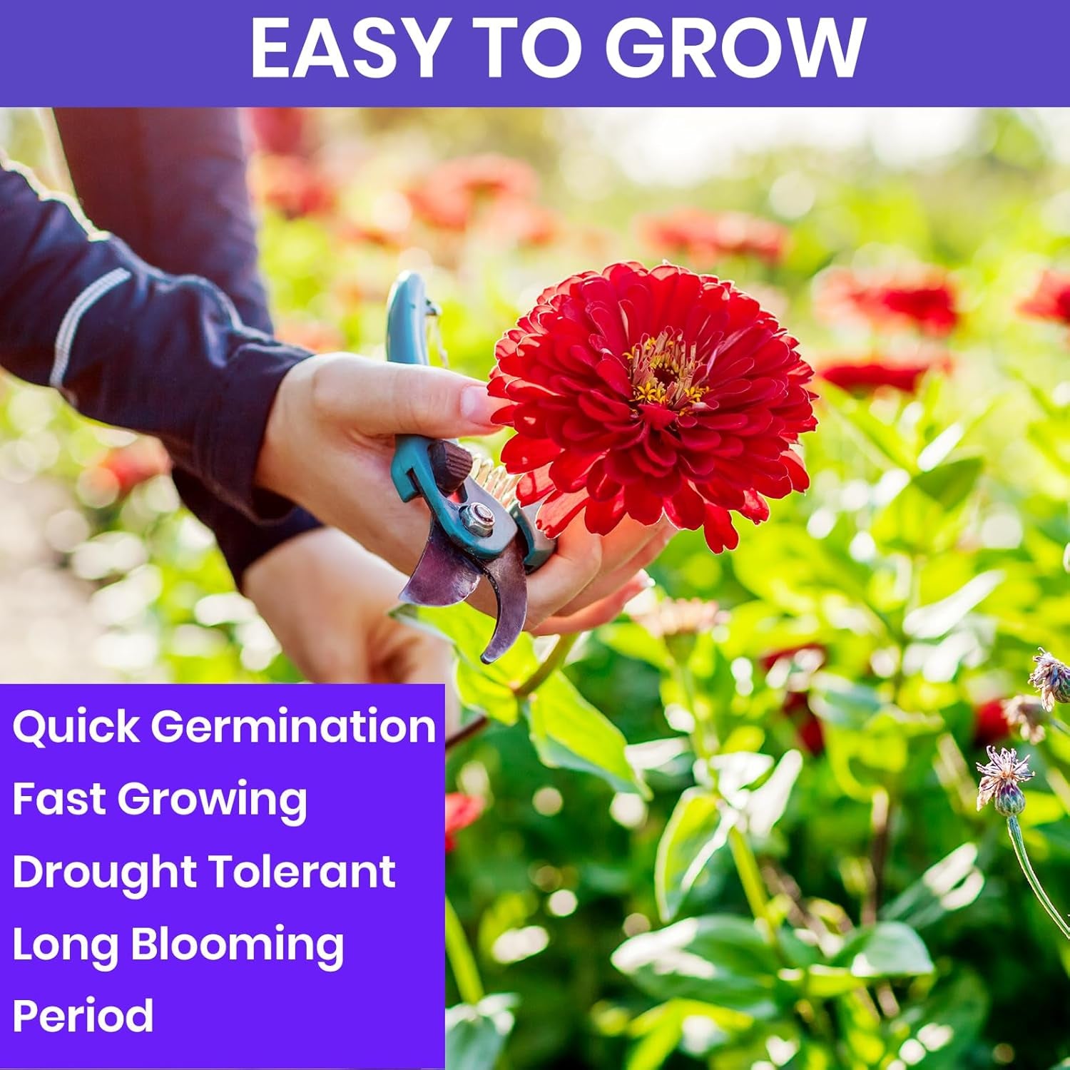 Zinnia Seeds for Planting Outdoors – California Giants Flower Seeds, Bulk Semill